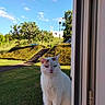 animal_face, blue_sky, cat, doorway, feline, fluffy, garden, hedges, lawn, outdoor, pet, portrait, residential, sitting, stairs, sunlight, trees, whiskers, white_cat, window