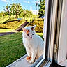 Roudoudou participe au concours pour gagner de l'argent avec cette photo : animal, blue_sky, cat, garden, grumpy_expression, hedges, house, lawn, open_window, orange_patches, outdoor, pet, portrait, sitting, stairs, sunny, trees, white_cat, window, windowsill