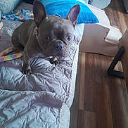 Jazzie joined the competition — help win amazing prizes! animal, blanket, brown, couch, cozy, curious, dog, ears, face, flooring, french_bulldog, home, indoor, living_room, looking_up, pet, pillow, quilted, ramp, wood