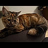 cat, tabby, animal, pet, feline, fur, whiskers, tail, ears, relaxed, indoor, resting, cute, mammal, domestic, portrait, close_up, brown, black, soft_lighting