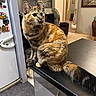 Paillette a rejoint le concours — aidez-le/la à gagner de superbes lots ! cat, tabby_cat, animal, pet, indoor, kitchen, countertop, furniture, fridge, magnets, lamp, painting, floor, tail, whiskers, ears, eyes, curiosity, sitting, domestic