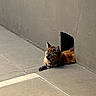 cat, tortoiseshell, animal, pet, resting, sunlight, shadow, concrete_wall, hole, sidewalk, outdoor, tile_floor, relaxed, feline, quiet, daylight, urban, curious, calm, nature