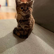 Paillette participe au concours pour gagner de l'argent avec cette photo : kitten, cat, tabby, pet, feline, cute, animal, indoor, sofa, gray, fur, small, young, whiskers, ears, sitting, domestic, blurred_background, curious, cozy