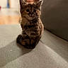 kitten, cat, tabby, pet, feline, cute, animal, indoor, sofa, gray, fur, small, young, whiskers, ears, sitting, domestic, blurred_background, curious, cozy