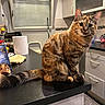 cat, tortoiseshell_cat, pet, animal, kitchen, counter, furniture, window, blinds, paper_towel, snack_bag, cabinet, curious, indoor, feline, tail, eyes, domestic, sitting, fur
