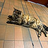 Paillette a rejoint le concours — aidez-le/la à gagner de superbes lots ! cat, tortoiseshell, indoor, floor, tile, pet, animal, feline, relaxed, laying_down, whiskers, tail, ears, fur, domestic_animal, cute, companion, resting, calm, home