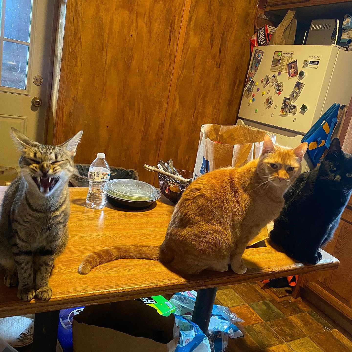 Nova Bean is registered to the contest to win money with this photo: accessories, animal, architecture, building, cat, couch, diningroom, diningtable, furniture, hardwood, indoors, interiordesign, livingroom, pet, plywood, room, shelf, stainedwood, table, wood