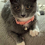 Molly joined the competition — help win amazing prizes! cat, gray_cat, white_paws, pink_collar, bell, pet, indoor, couch, furniture, animal, whiskers, close_up, cute, domestic_cat, relaxed, fur, mammal, looking_at_camera, home, cozy