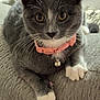 cat, gray_cat, white_paws, pink_collar, bell, pet, indoor, couch, furniture, animal, whiskers, close_up, cute, domestic_cat, relaxed, fur, mammal, looking_at_camera, home, cozy