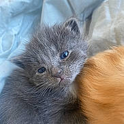 Mitzie joined the competition — help win amazing prizes! animal, bed, blanket, closeup, companion, cozy, cuddling, cute, domestic_cat, furry, gray_cat, indoor, kitten, orange_fur, pet, resting, sleepy, soft, whiskers, young