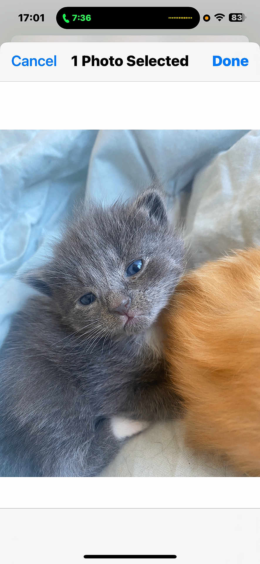 Mitzie