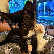 Yuki joined the competition — help win amazing prizes! cat, tuxedo_cat, black_and_white, pet, animal, whiskers, yellow_eyes, sitting, lying_down, plush_toy, stuffed_animal, blanket, bed, cozy, indoors, computer, monitor, video_game, gaming, home