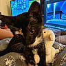 cat, tuxedo_cat, black_and_white, pet, animal, whiskers, yellow_eyes, sitting, lying_down, plush_toy, stuffed_animal, blanket, bed, cozy, indoors, computer, monitor, video_game, gaming, home