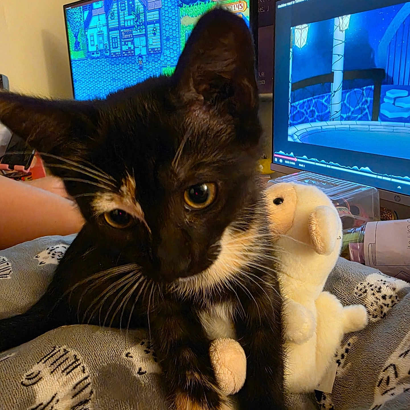 Yuki joined the competition — help win amazing prizes! cat, tuxedo_cat, black_and_white, pet, animal, whiskers, yellow_eyes, sitting, lying_down, plush_toy, stuffed_animal, blanket, bed, cozy, indoors, computer, monitor, video_game, gaming, home