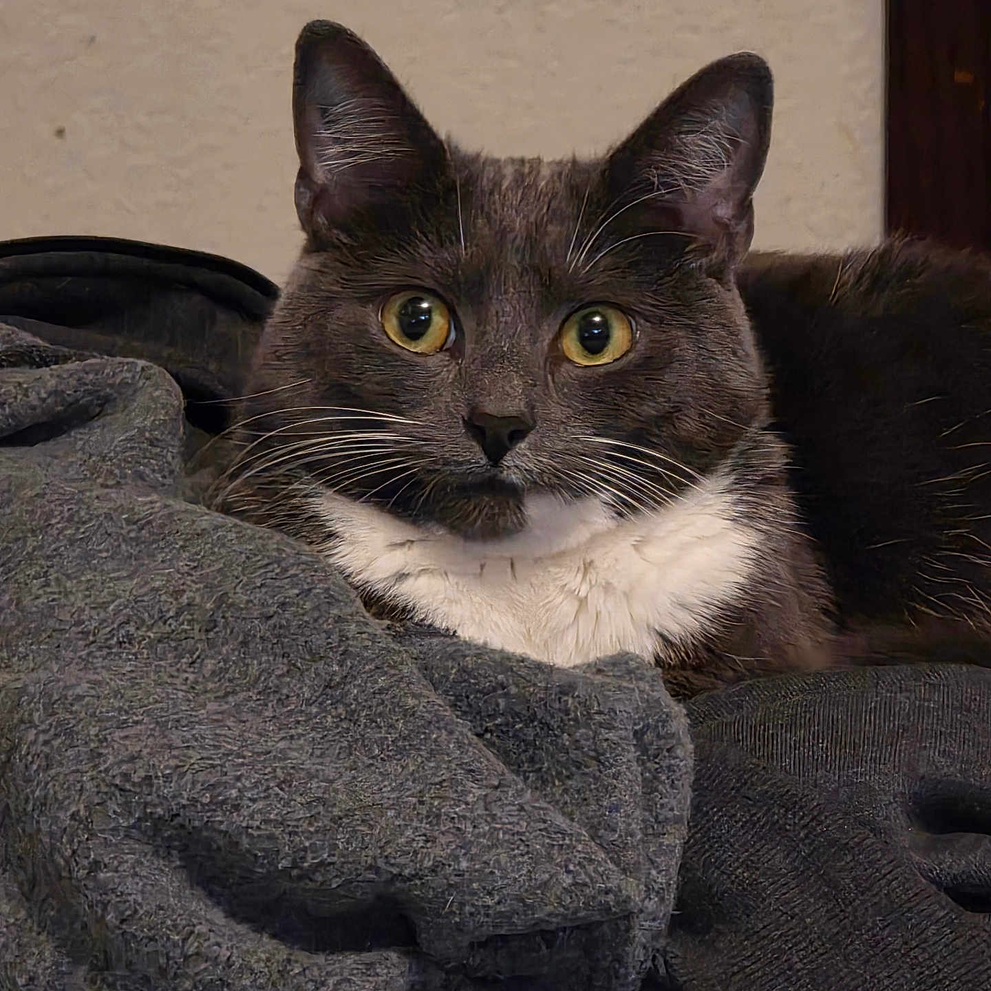 Greycie is registered to the contest to win money with this photo: alert, animal, blanket, cat, closeup, cozy, cute, domestic_cat, ears, fabric, feline, fur, gray_cat, indoor, mammal, pet, portrait, resting, whiskers, white_chest