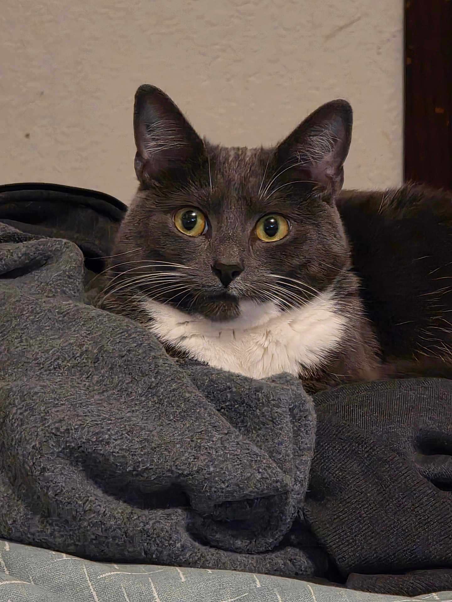 Greycie is registered to the contest to win money with this photo: cat, gray_cat, white_chest, feline, pet, indoor, cozy, blanket, fabric, fur, whiskers, ears, alert, resting, animal, mammal, cute, domestic_cat, portrait, closeup
