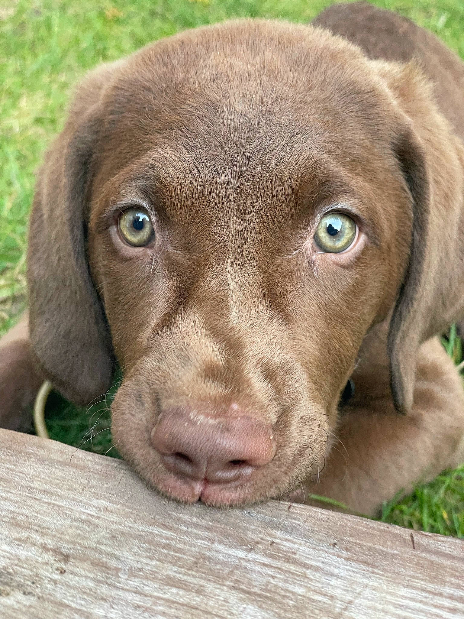 Koda joined the competition — help win amazing prizes! canidae, carnivore, companion_dog, dog, dog_breed, fawn, grass, gun_dog, hunting_dog, liver, snout, sporting_group, terrestrial_animal, whiskers, wood, working_animal