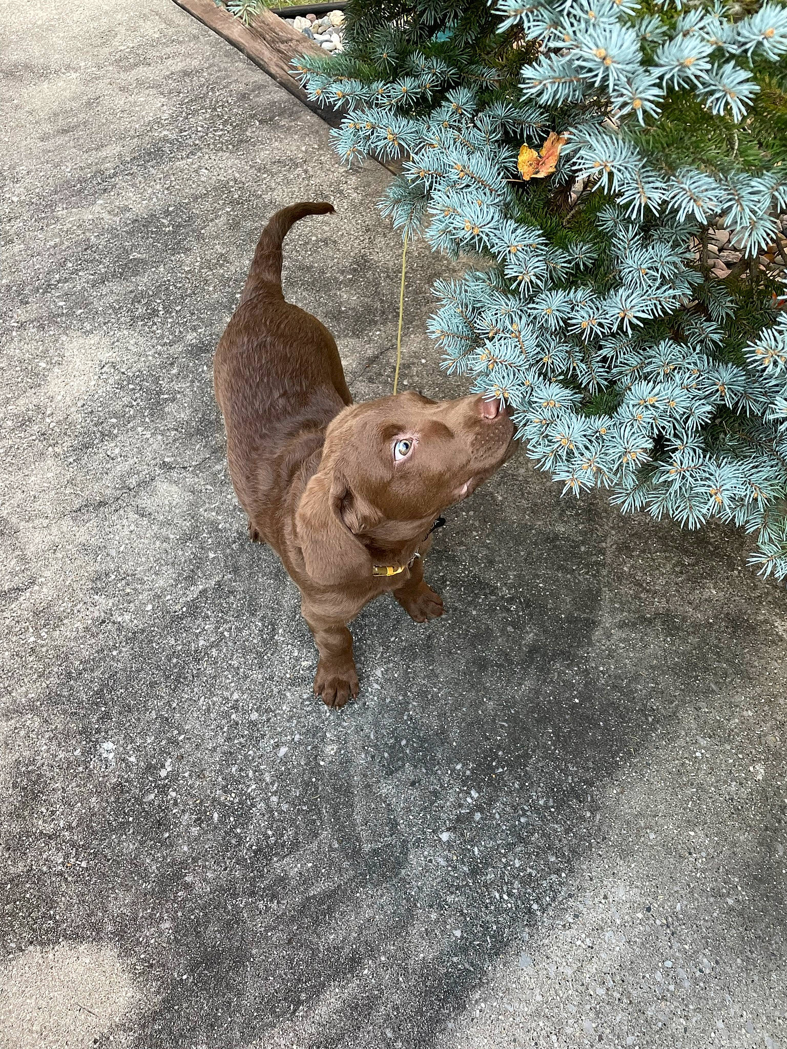 Koda joined the competition — help win amazing prizes! asphalt, carnivore, christmas_tree, companion_dog, dog, dog_breed, evergreen, fawn, felidae, flooring, grass, grey, liver, plant, road_surface, terrestrial_animal, tree, whiskers, wood, working_animal