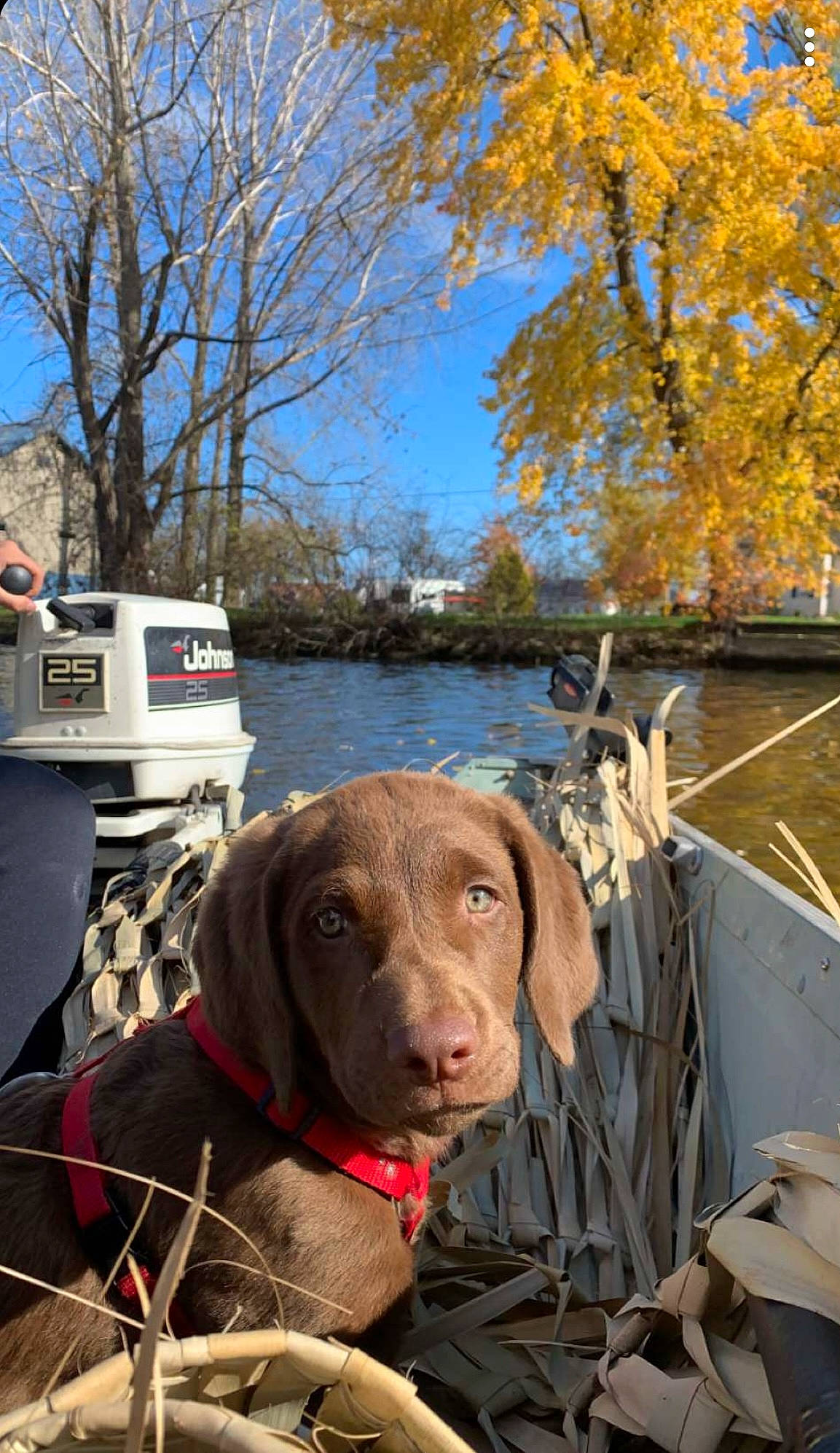 Koda joined the competition — help win amazing prizes! canidae, carnivore, collar, companion_dog, dog, dog_breed, dog_collar, fawn, gun_dog, lake, leisure, liver, plant, sky, sporting_group, tree, twig, water, wood, working_animal