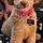 Ginger