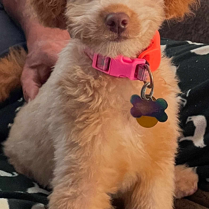 Ginger