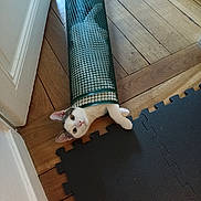 Arthur participe au concours pour gagner de l'argent avec cette photo : accessories, animal, canine, cat, clothing, couch, dog, furniture, hardwood, homedecor, husky, indoors, interiordesign, manx, mat, pants, pet, plywood, strap, wood