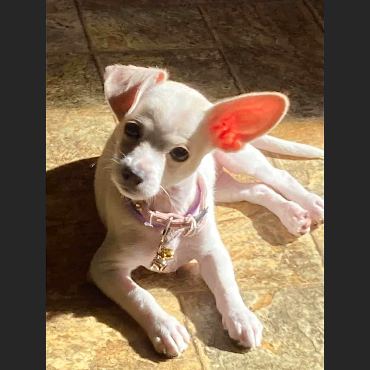 Ellie joined the competition — help win amazing prizes! animal, bell, collar, curious, cute, dog, domestic_animal, ears, indoor, looking_at_camera, pet, playful, puppy, resting, shadow, small_dog, sunlight, tile_floor, white_dog, young_dog
