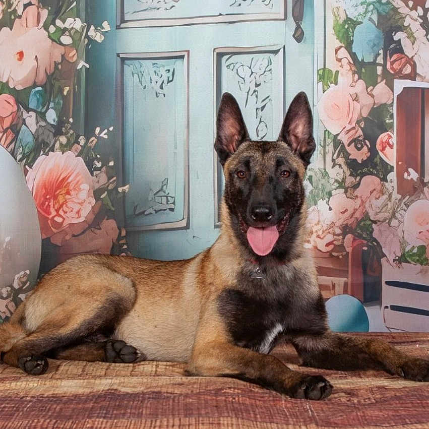 Titan participe au concours pour gagner de l'argent avec cette photo : animal, belgian_malinois, black_mask, brown_fur, canine, cute, decor, dog, ears_up, floral_background, flowers, friendly, indoor, lying_down, pet, portrait, relaxed, smiling, tongue_out, wooden_floor
