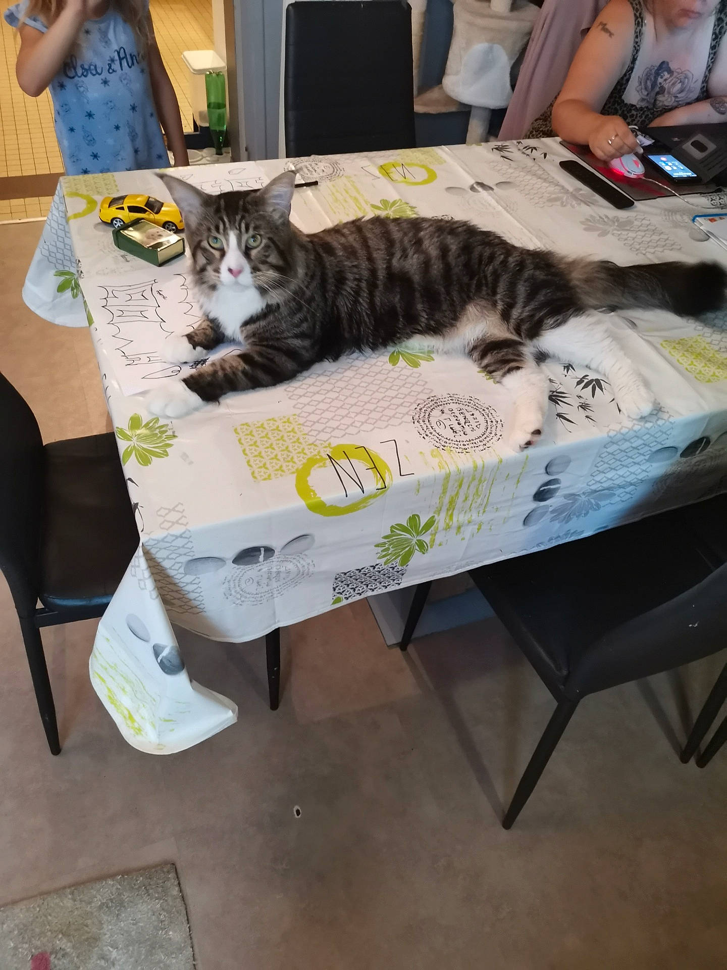 Poker participe au concours pour gagner de l'argent avec cette photo : american_shorthair, carnivore, cat, domestic_short_haired_cat, european_shorthair, felidae, furniture, kitten, small_to_medium_sized_cats, tabby_cat, table, whiskers