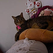 Aspen is registered to the contest to win money with this photo: cat, tabby_cat, collar, heart_tag, cushion, blanket, teddy_bear, stuffed_animal, indoor, wall, furniture, cozy, pet, fur, resting, cute, pink, brown, soft, relaxed