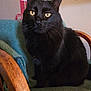 cat, black_cat, yellow_eyes, chair, wooden_armrest, indoor, pet, feline, sitting, fur, whiskers, closeup, animal, domestic_animal, portrait, looking_at_camera, green_fabric, calm, soft_lighting, furniture