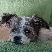 Mika joined the competition — help win amazing prizes! blanket, close_up, couch, cute, dog, eyes, face, fur, green_blanket, indoors, nose, pet, portrait, puppy, resting, scruffy, sleepy, small_dog, towel, whiskers