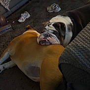 Rhyno Winnie joined the competition — help win amazing prizes! animal, black, blanket, brown, bulldog, carpet, companion, cozy, dog, domestic, furniture, indoor, laying_down, mirror, pet, relaxing, resting, shoe, sleeping, white