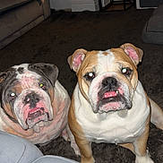 Rhyno Winnie joined the competition — help win amazing prizes! bulldog, dog, pet, indoor, carpet, couch, table, candle, living_room, animal, canine, fur, mammal, companion, two_dogs, looking_up, flash, curious, sitting, household