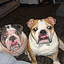 bulldog, dog, pet, indoor, carpet, couch, table, candle, living_room, animal, canine, fur, mammal, companion, two_dogs, looking_up, flash, curious, sitting, household
