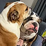animal, black_and_white, brown_and_white, bulldog, closeup, companionship, couch, cozy, cute, dog, ears, friendship, fur, furry, indoor, pet, relaxing, resting, snout, two_dogs