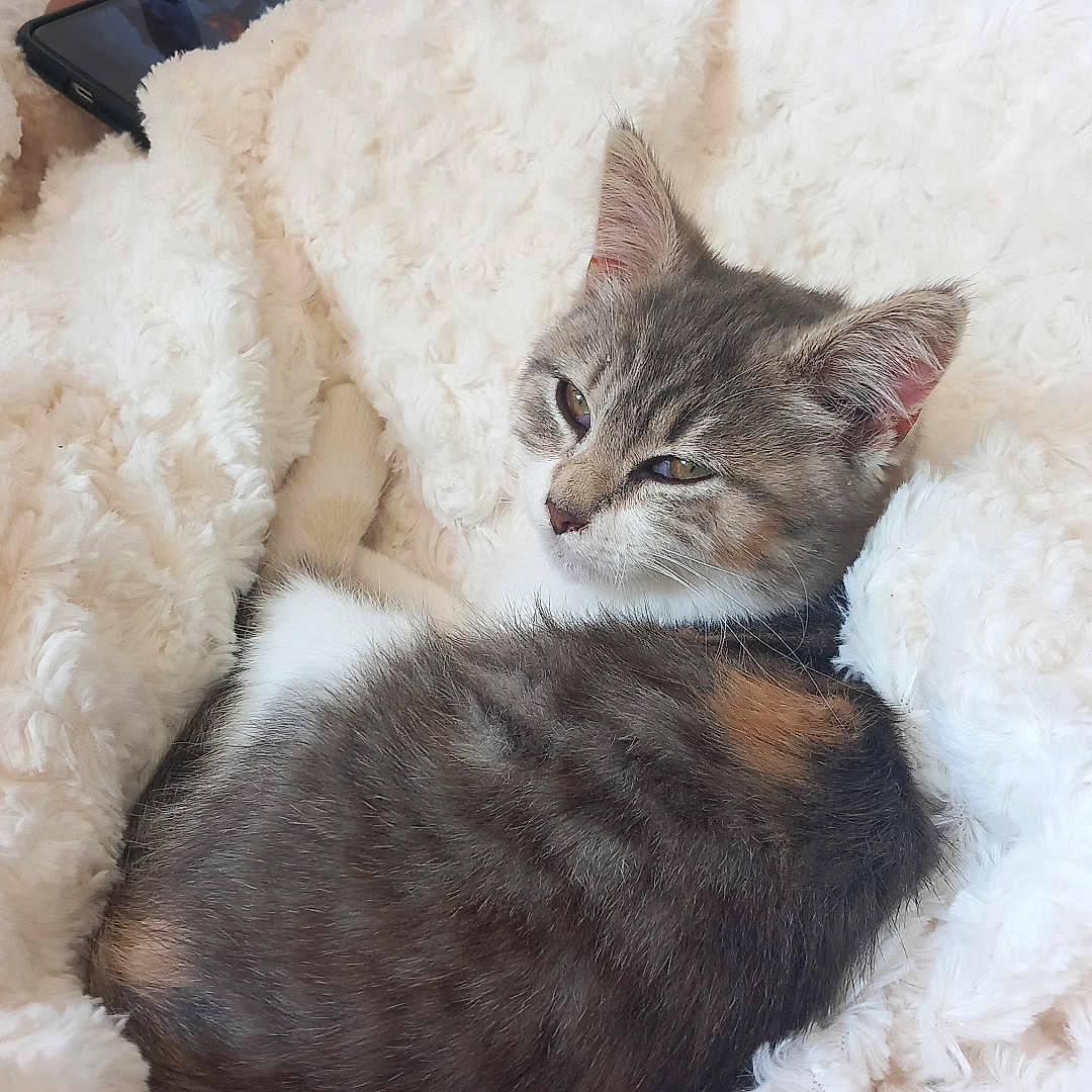 Bella participe au concours pour gagner de l'argent avec cette photo : abyssinian, animal, bed, bedroom, blanket, cat, couch, cushion, electronics, furniture, homedecor, indoors, kitten, linen, manx, mobilephone, pet, phone, room, toy