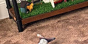 Spazz is registered to the contest to win money with this photo: animal, carpet, cat, decor, dog_figurine, farm_scene, fish_toy, floor, grass_patch, gray_cat, household, indoor, miniature, miniature_furniture, pet, playful, relaxed, table, toy, windmill