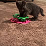 Spazz is registered to the contest to win money with this photo: animal, background, carpet, carpeted_floor, curious, cute, domestic_cat, feline, floor, fun, gray_cat, household, indoor, kitten, miniature_farm, pet, playing, small, toy, young_animal