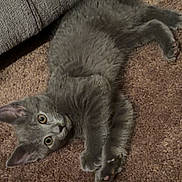 Spazz is registered to the contest to win money with this photo: animal, carpet, cat, couch, cozy, curious, cute, ears, eyes, feline, fur, gray_fur, home, indoor, kitten, lying_down, paw, pet, resting, texture