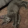 animal, carpet, cat, couch, cozy, curious, cute, ears, eyes, feline, fur, gray_fur, home, indoor, kitten, lying_down, paw, pet, resting, texture