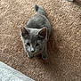Spazz is registered to the contest to win money with this photo: animal, carpet, cat, cozy, curious, cute, domestic_animal, feline, floor, fur, gray_cat, indoor, kitten, looking_up, paws, pet, small, tail, whiskers, young