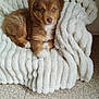Kaylee a rejoint le concours — aidez-le/la à gagner de superbes lots ! puppy, dog, brown, white, fluffy, blanket, soft, texture, floor, indoor, pet, cute, young, animal, fur, resting, comfort, cozy, portrait, alert