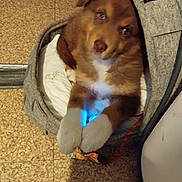 Kaylee participe au concours pour gagner de l'argent avec cette photo : puppy, dog, pet_bed, indoor, floor, brown, white, furry, cozy, cute, animal, young_dog, toy, glowing, paws, looking_up, curious, resting, felt, small