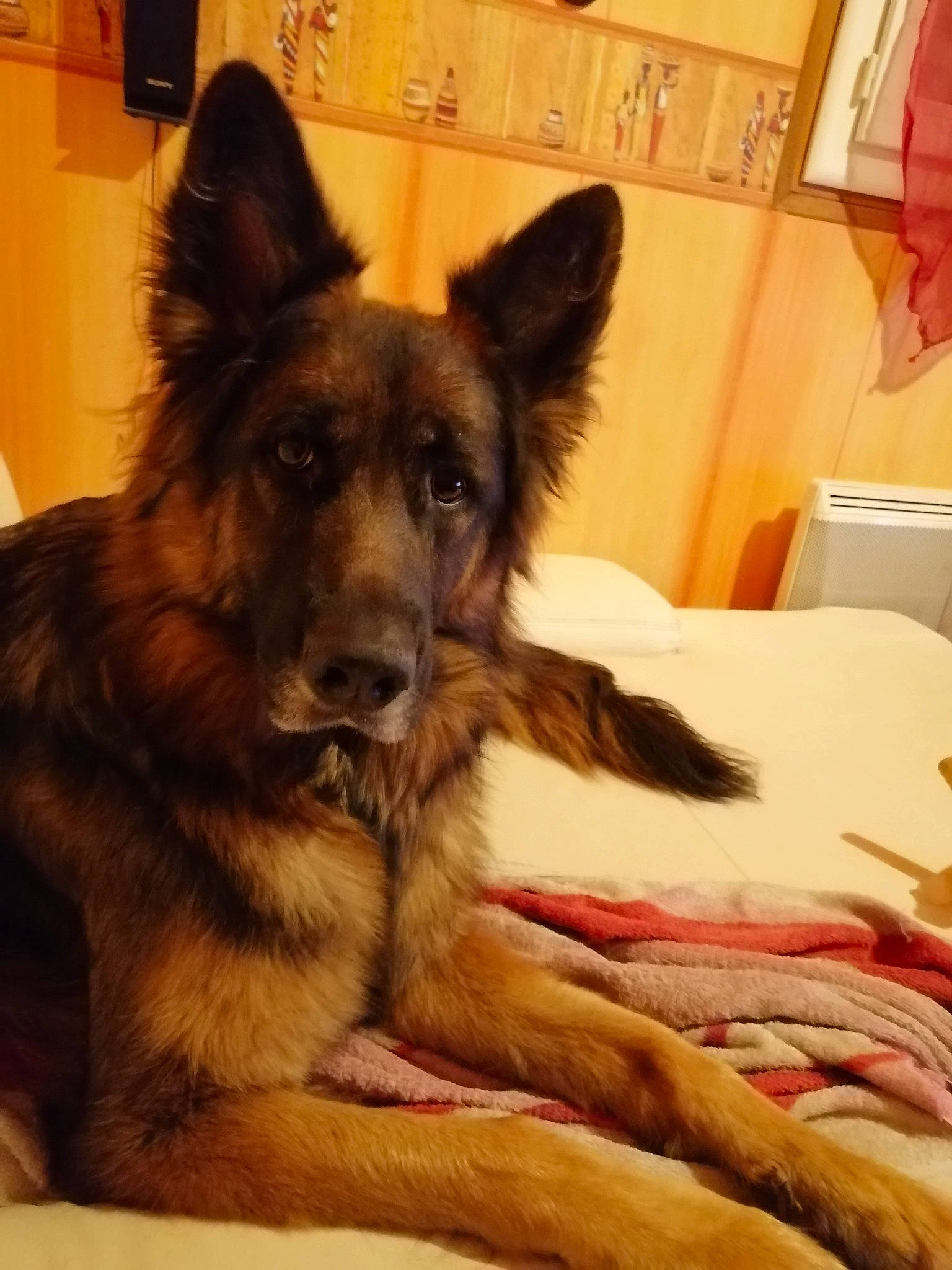 Halïya a rejoint le concours — aidez-le/la à gagner de superbes lots ! canidae, carnivore, comfort, companion_dog, dog, dog_breed, east_european_shepherd, fawn, flooring, fur, german_shepherd_dog, herding_dog, king_shepherd, old_german_shepherd_dog, plant, snout, sporting_group, vertebrate, wood, working_dog