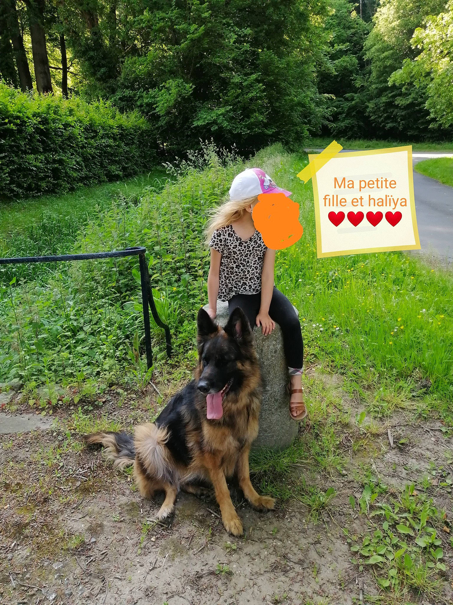 Halïya a rejoint le concours — aidez-le/la à gagner de superbes lots ! canidae, carnivore, companion_dog, dog, dog_breed, east_european_shepherd, fawn, german_shepherd_dog, grass, hat, herding_dog, king_shepherd, leash, leisure, old_german_shepherd_dog, plant, recreation, sporting_group, tail, tree