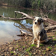 Rugar joined the competition — help win amazing prizes! dog, lake, water, forest, trees, sky, clouds, rocks, branches, outdoor, nature, animal, wet_dog, sitting, reflection, daytime, calm, scenery, canine, landscape