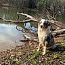 dog, lake, water, forest, trees, sky, clouds, rocks, branches, outdoor, nature, animal, wet_dog, sitting, reflection, daytime, calm, scenery, canine, landscape