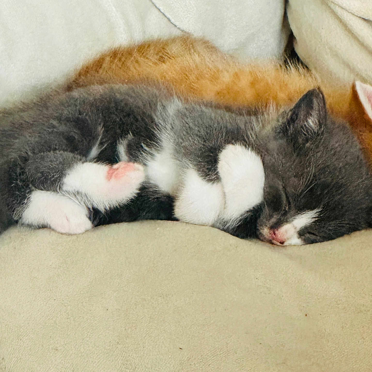 Patachon participe au concours pour gagner de l'argent avec cette photo : animal, beige, cat, closeup, companion, couch, cozy, cute, domestic_animal, feline, fur, indoor, kitten, nap, pet, relaxation, resting, sleeping, soft, tuxedo_cat