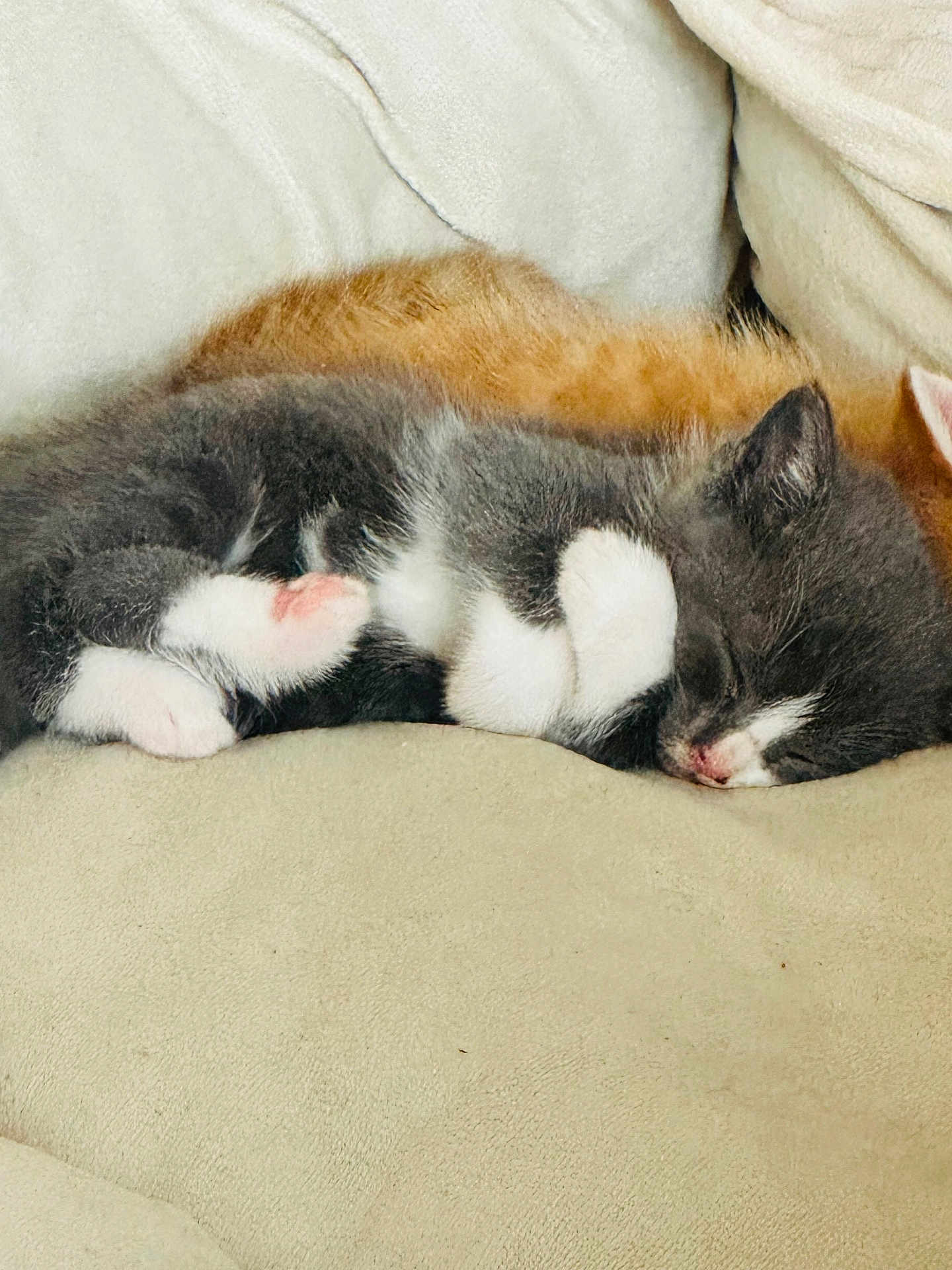 Patachon participe au concours pour gagner de l'argent avec cette photo : kitten, cat, sleeping, couch, beige, feline, cozy, nap, tuxedo_cat, fur, pet, domestic_animal, resting, cute, animal, indoor, closeup, soft, companion, relaxation